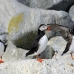 puffin_atlantic_msi_h_0239_can0270.jpg